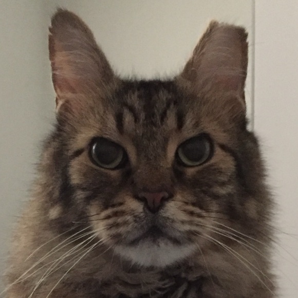 Meet your Posher, Rishi - Picture 1 of 1